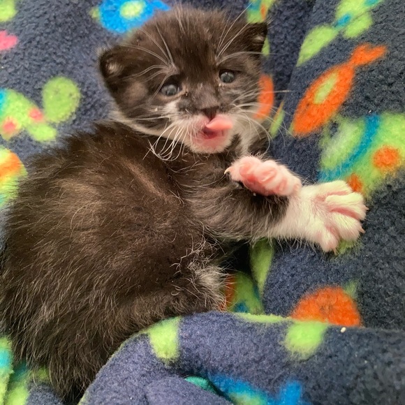 Meet your Posher, Boombilottie Finds - Picture 6 of 15